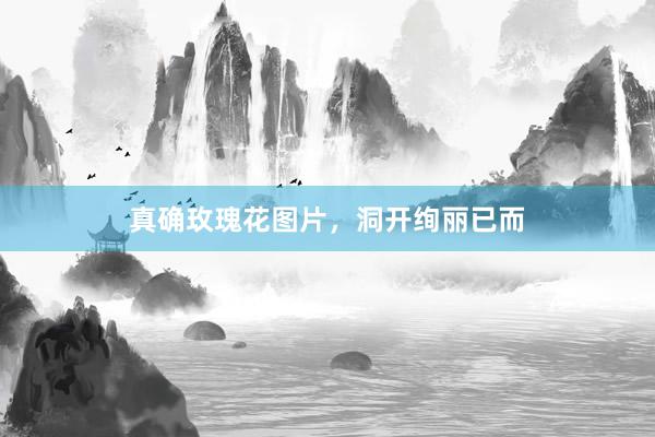 真确玫瑰花图片，洞开绚丽已而