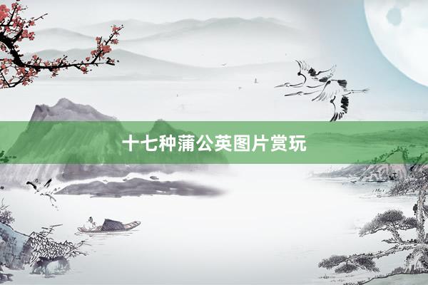 十七种蒲公英图片赏玩